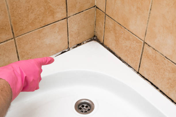 Best Black Mold Remediation in Burnt Store Marina, FL